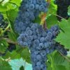 Muscat Of Norway Grape -Garden Supplies Sales 2024 shutterstock image 3 1