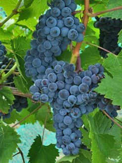 Muscat Of Norway Grape