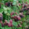 Marionberry -Garden Supplies Sales 2024 shutterstock image 4 1 1 1