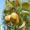 Theilersbirne European Perry Pear -Garden Supplies Sales 2024 shutterstock image 6 1 1