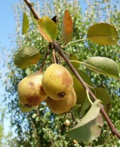 Theilersbirne European Perry Pear