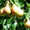 Bella Di Guigno European Pear 1 Bella Di Guigno European Pear -Garden Supplies Sales 2024 shutterstock image 8 1