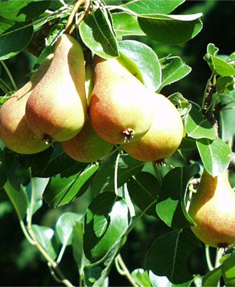 Bella Di Guigno European Pear 3 Bella Di Guigno European Pear