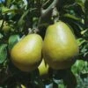 Blake's Pride European Pear -Garden Supplies Sales 2024 shutterstock image 9 1
