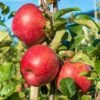 Early Pink Lady Apple -Garden Supplies Sales 2024 shutterstock image 943b9d3d e7a9 422a 8518 cd4d734f9699 1