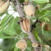 Titan Almond -Garden Supplies Sales 2024 shutterstock 100487479