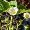 Russian Male Musk Strawberry -Garden Supplies Sales 2024 shutterstock 1025150605 3