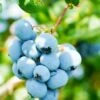 Alpha Toro Blueberry -Garden Supplies Sales 2024 shutterstock 1037342359 1