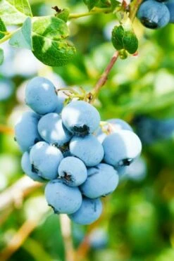 Alpha Toro Blueberry