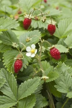 Wild Strawberry