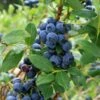 Olympia Blueberry -Garden Supplies Sales 2024 shutterstock 1061747792 1