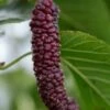 Pakistan Fruiting Mulberry -Garden Supplies Sales 2024 shutterstock 1102699931