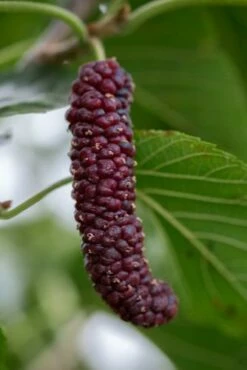 Pakistan Fruiting Mulberry