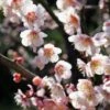 Bungo Flowering Apricot -Garden Supplies Sales 2024 shutterstock 1158646051
