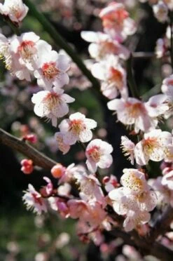 Bungo Flowering Apricot