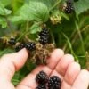 Wild Treasure Thornless Trailing Blackberry -Garden Supplies Sales 2024 shutterstock 1165079023 1