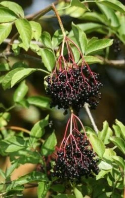 Ranch Elderberry