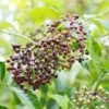 Wyldewood Elderberry -Garden Supplies Sales 2024 shutterstock 1171907257