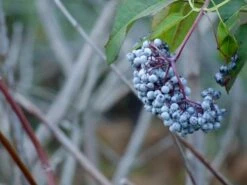 Blue Elderberry