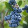 Reka Blueberry -Garden Supplies Sales 2024 shutterstock 1192869697 1