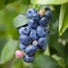 Spartan Blueberry -Garden Supplies Sales 2024 shutterstock 1195250827 1