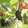 Kokuso Korean Mulberry -Garden Supplies Sales 2024 shutterstock 1208014621