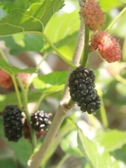 Kokuso Korean Mulberry