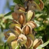 Reliable Almond -Garden Supplies Sales 2024 shutterstock 126549335 333x500 c gigapixel low res scale 2 00x dfcb369a 3aa8 4f20 9703 64521a2e374b