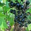 September Black Currant -Garden Supplies Sales 2024 shutterstock 1304722648
