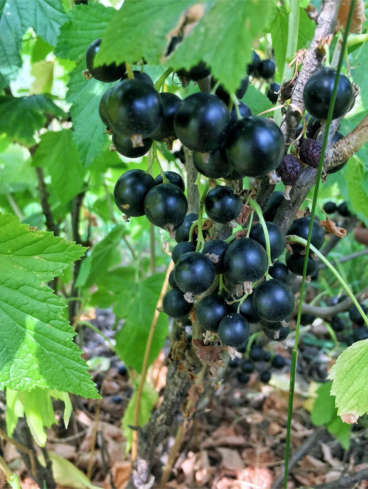 September Black Currant 3 September Black Currant