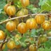 Hinnomaki Yellow Gooseberry -Garden Supplies Sales 2024 shutterstock 138667280