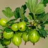 Invicta Gooseberry