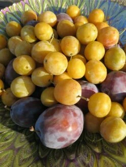 Best Seller -Garden Supplies Sales 2024 shutterstock 1427325371