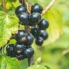 Titania Black Currant -Garden Supplies Sales 2024 shutterstock 1454867285