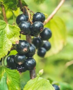 Titania Black Currant