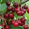 Danube Cherry -Garden Supplies Sales 2024 shutterstock 1455581603