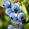 Alpha Burgundy Maine Blueberry -Garden Supplies Sales 2024 shutterstock 156414977 1