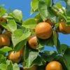 Combination Asian Pear (3 Varieties)/Semi Dwarf -Garden Supplies Sales 2024 shutterstock 1586791114