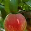 Necta Zee Nectarine -Garden Supplies Sales 2024 shutterstock 174110