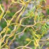 Corkscrew Willow