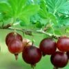 Black Velvet Gooseberry -Garden Supplies Sales 2024 shutterstock 175514207 1