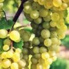 Interlaken Seedless Grape -Garden Supplies Sales 2024 shutterstock 228403507