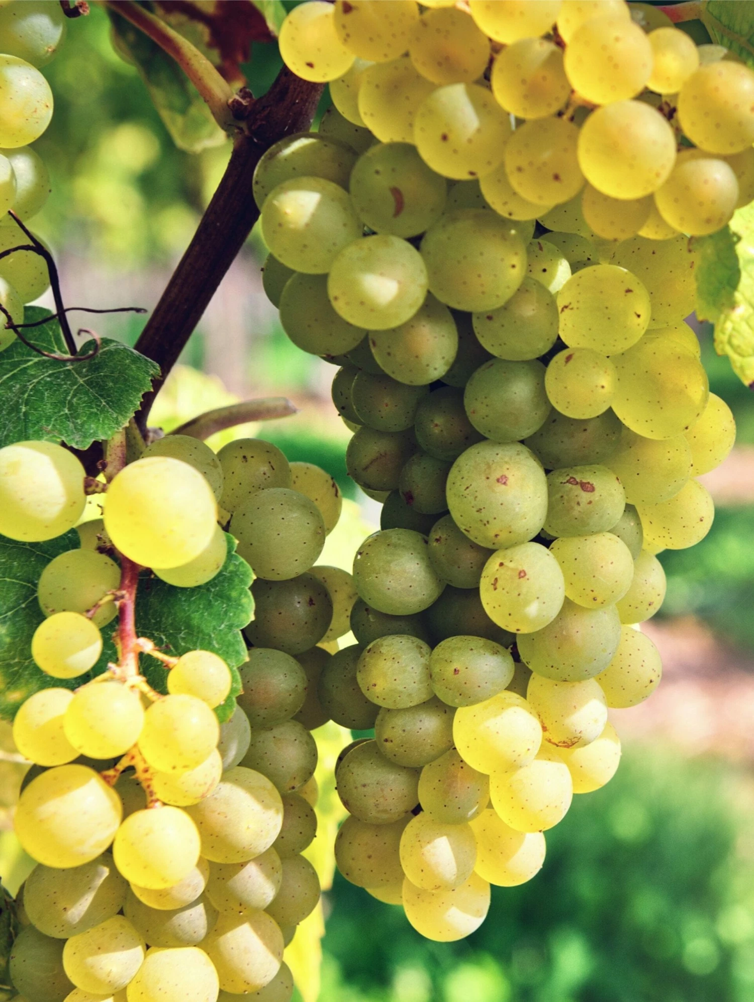 Interlaken Seedless Grape 3 Interlaken Seedless Grape