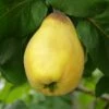 Van Deman Quince 1 Van Deman Quince -Garden Supplies Sales 2024 shutterstock 279878615