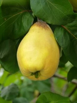 Van Deman Quince