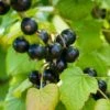 Otelo Black Currant -Garden Supplies Sales 2024 shutterstock 288370247