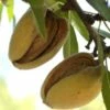 Hall's Hardy Almond -Garden Supplies Sales 2024 shutterstock 310404764