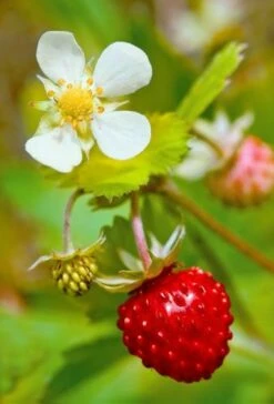 Profumata Musk Strawberry