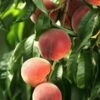 El Dorado Peach - Miniature -Garden Supplies Sales 2024 shutterstock 333793856