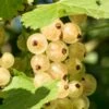 Primus White Currant -Garden Supplies Sales 2024 shutterstock 400449280